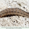 chazara briseis larva4b